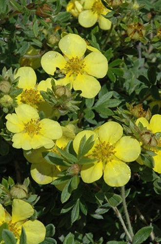 POTENTILLA FRUTICOSA GOLDSTAR kont 2 / 60-80