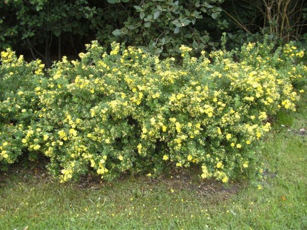 Potentilla Fruticosa Goldteppich Kont 2 / 40-60 - Nátržník Krovitý Goldteppich