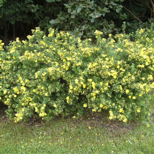 POTENTILLA FRUTICOSA GOLDTEPPICH kont 2 / 40-60