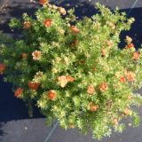 POTENTILLA FRUTICOSA HOPLEYS ORANGE kont P13 - Nátržník KROVITÝ HOPLEYS ORANGE