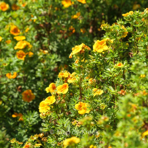 POTENTILLA FRUTICOSA MANGO TANGO kont 2 / 20-30