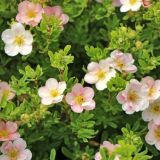 POTENTILLA FRUTICOSA ružová kompaktná kont 2 / 20-30 - Nátržník KROVITÝ RUŹOVÝ KOMP