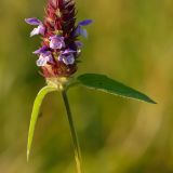 PRUNELLA ® (druhy) kont P9 - Černohlávok