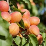 PRUNUS ARMENICA BERGERON kont 10 / polkmeň - Marhuľa BERGERON