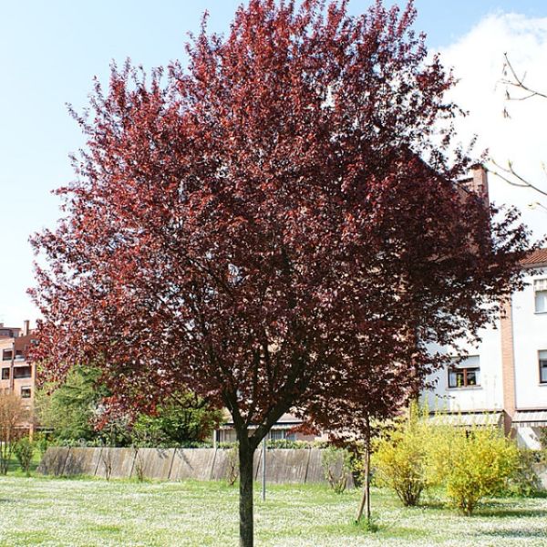 Prunus Cerasifera Nigra -