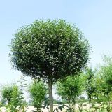 PRUNUS EMINENS UMBRACULIFERA - Višňa KROVITÁ UMBRACULIFERA