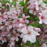 PRUNUS KURILENSIS RUBY kont / kmeň 60 - Čerešňa KURILSKÁ RUBY