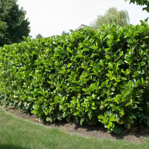 PRUNUS LAUROCERASUS ETNA ®