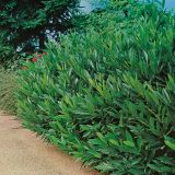 PRUNUS LAUROCERASUS OTTO LUYKEN - Vavrínovec LEKÁRSKY OTTO LUYKEN