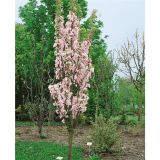 PRUNUS SERRULATA AMANOGAWA - Čerešňa PILKOVITÁ AMANOGAWA