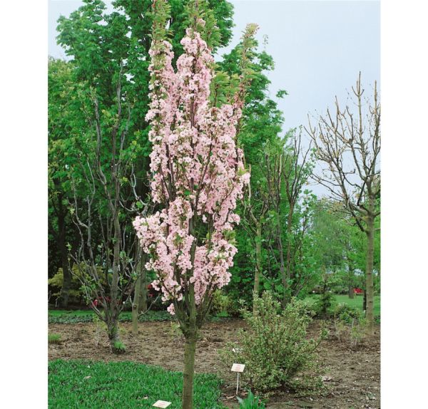 Prunus Serrulata Amanogawa - Čerešňa Pilkovitá Amanogawa