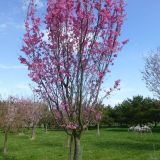 PRUNUS SERRULATA COLLINGWOOD INGRAM - Čerešňa PILKOVITÁ COLLINGWOOD INGRAM