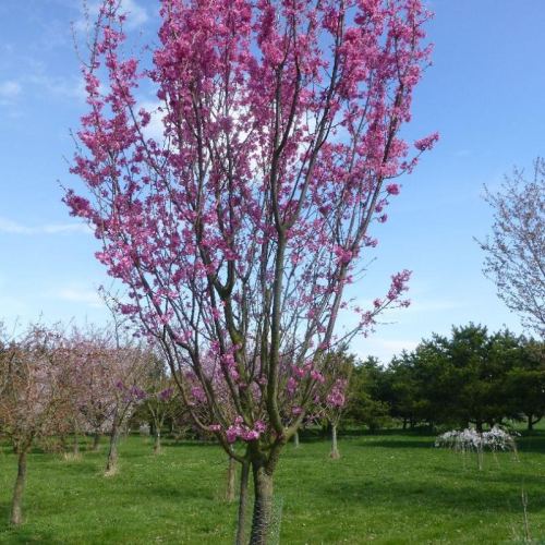 PRUNUS SERRULATA COLLINGWOOD INGRAM