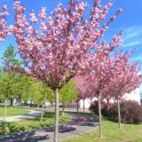 PRUNUS SERRULATA KANZAN - Čerešňa PILKOVITÁ KANZAN