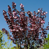 Prunus Serrulata Royal Burgundy - Čerešňa Pilkovitá Royal Burgundy
