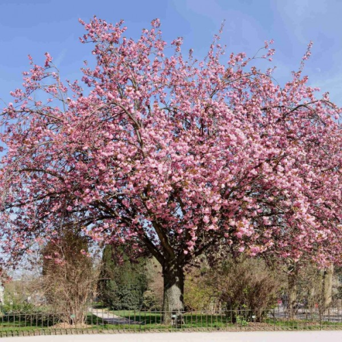 PRUNUS SERRULATA YAMA-ZAKURA kont / kmeň 125