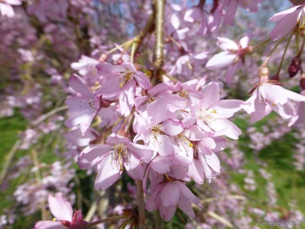 Prunus Subhirtella Pendula Rubra - Višňa Chĺpkatá Pendula Rubra