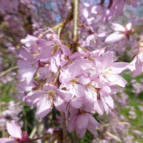 PRUNUS SUBHIRTELLA PENDULA RUBRA