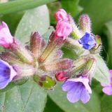 PULMONARIA (druhy) kont P12 - Pľúcnik