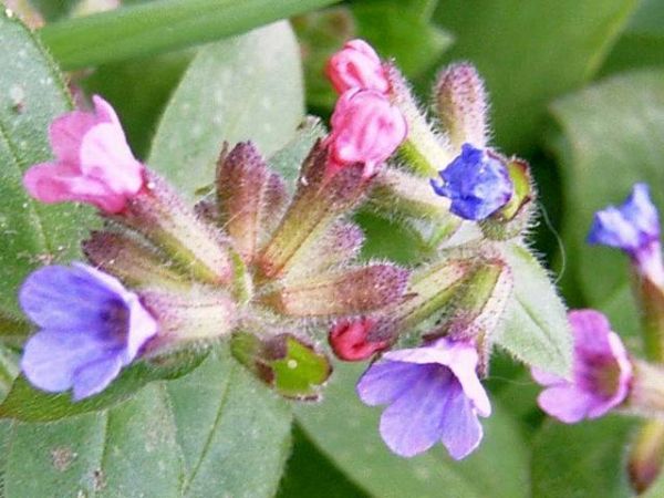 Pulmonaria (Druhy) Kont P12 - Pľúcnik