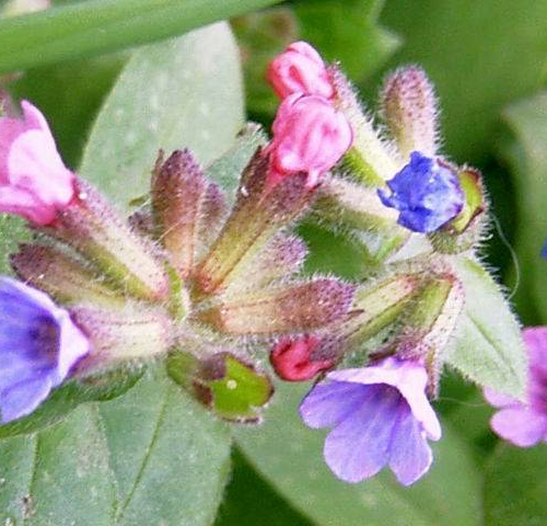 PULMONARIA (druhy) kont P12