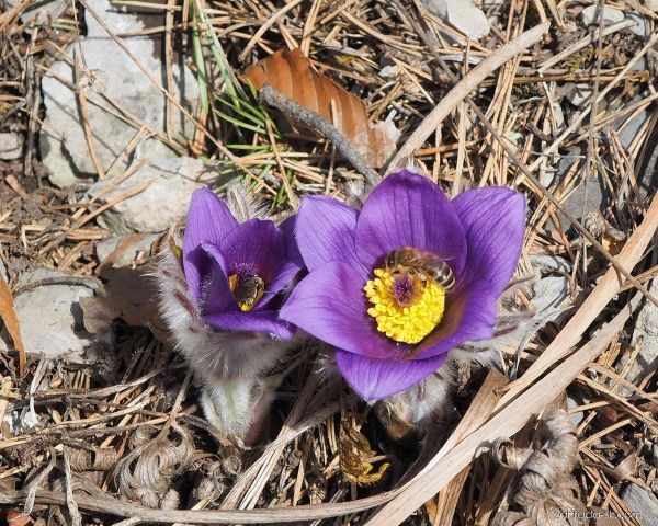 Pulsatilla (Druhy) Kont P9 - Poniklec