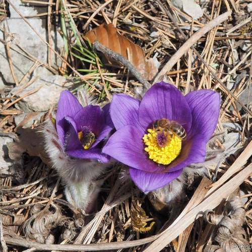 PULSATILLA (druhy) kont P9