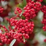 PYRACANTHA COCCINEA RED COLUMN - Hlohyňa ŠARLÁTOVÁ RED COLUMN