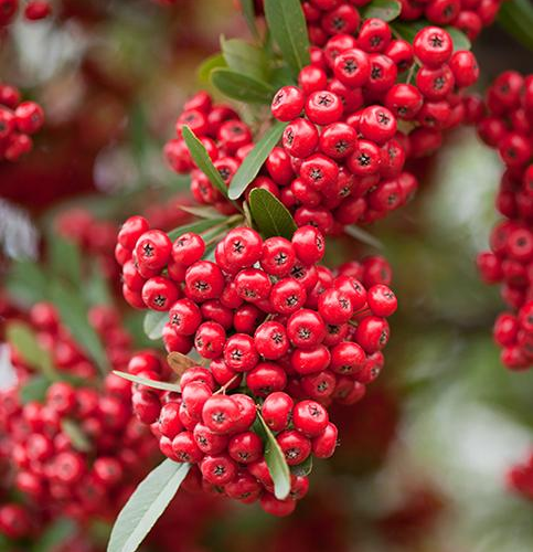 PYRACANTHA COCCINEA RED COLUMN