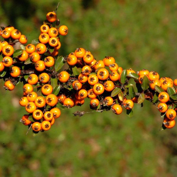 Pyracantha Coccinea Teton - Hlohyňa Šarlátová Teton