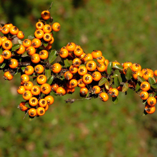 PYRACANTHA COCCINEA TETON