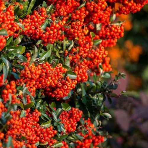 PYRACANTHA COCCINEA