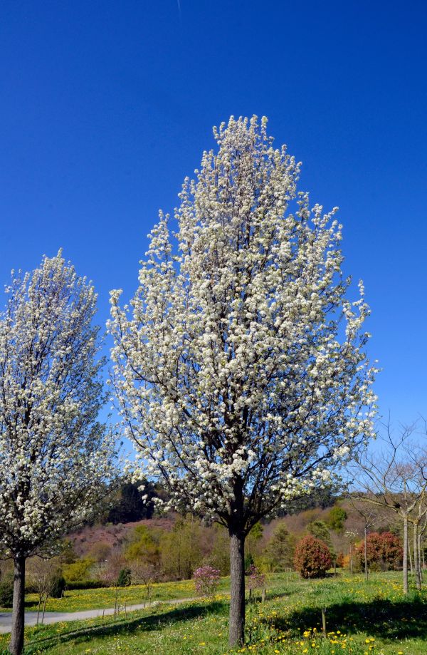 Pyrus Calleryana Chanticleer Kont / 12-14 / Štandard - Hruška Okrasná