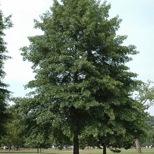 QUERCUS PALUSTRIS kont 40 / 10-12 / kmeň 225 / dáždnik