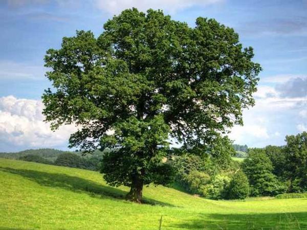 Quercus Robur - Dub Letný