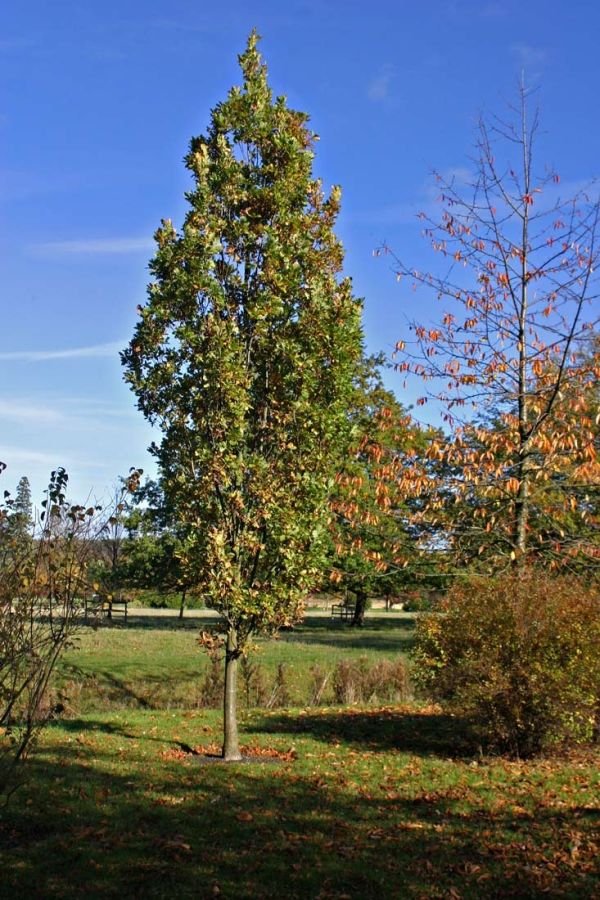 Quercus Robur Fastigiata - Dub Letný Fastigiata