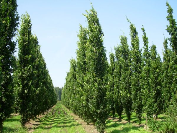 Quercus Robur Fastigiata Koster - Dub Letný Fastigiata Koster