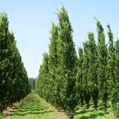 QUERCUS ROBUR FASTIGIATA KOSTER