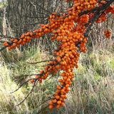 Rakytník HIPPOPHAE RHAMNOIDES AROMAT - Rakytník HIPPOPHAE RHAMNOIDES AROMAT