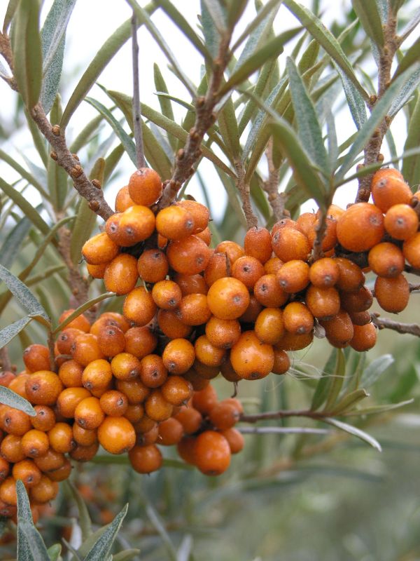 Rakytník Hippophae Rhamnoides / Flormax - Rakytník Hippophae Rhamnoides / Flormax