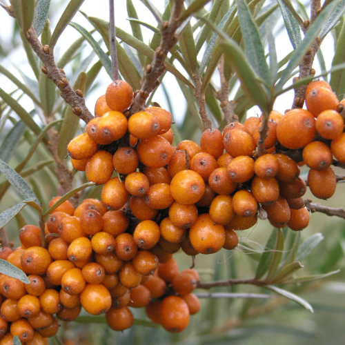 Rakytník HIPPOPHAE RHAMNOIDES / FLORMAX