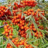 Rakytník HIPPOPHAE RHAMNOIDES FRIESDORFER ORANGE samoopelivý - Rakytník HIPPOPHAE RHAMNOIDES FRIESDORFER ORANGE samoopelivý
