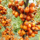 Rakytník HIPPOPHAE RHAMNOIDES KRASAVICE - Rakytník HIPPOPHAE RHAMNOIDES KRASAVICE