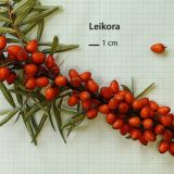 Rakytník HIPPOPHAE RHAMNOIDES LEIKORA - Rakytník HIPPOPHAE RHAMNOIDES LEIKORA