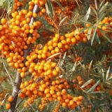 Rakytník HIPPOPHAE RHAMNOIDES POLLMIX - Rakytník HIPPOPHAE RHAMNOIDES POLLMIX