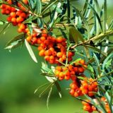 Rakytník HIPPOPHAE RHAMNOIDES SLUNÍČKO - Rakytník HIPPOPHAE RHAMNOIDES SLUNÍČKO