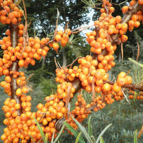 Rakytník HIPPOPHAE RHAMNOIDES VOROBĚVSKÁ