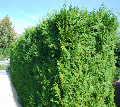 THUJA OCCIDENTALIS BRABANT