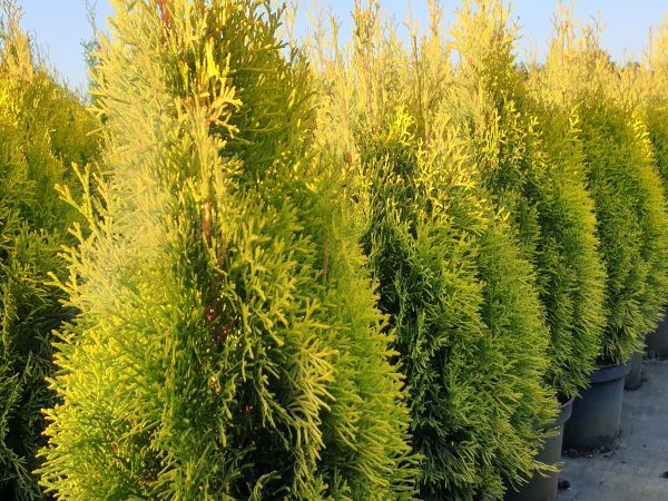 Thuja Occidentalis Golden Smaragd® - Tuja Západná Golden Smaragd