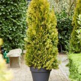 THUJA OCCIDENTALIS JANTAR ® - Tuja ZÁPADNÁ JANTAR